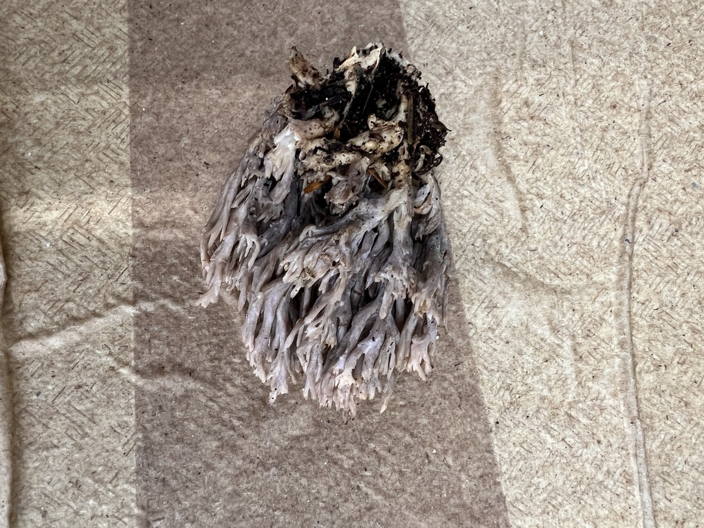 grey coral fungus from Oregon State University, Corvallis, OR, US on