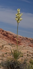 Yucca utahensis