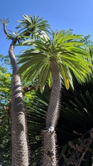 Pachypodium baronii