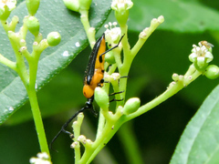 Cyphonotida rostrata