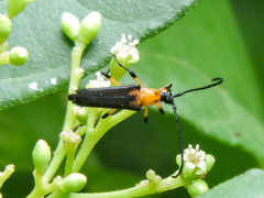 Cyphonotida rostrata