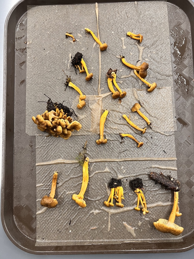 Yellowfoot from Oregon State University, Corvallis, OR, US on December