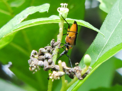 Cyphonotida rostrata