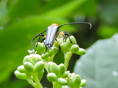 Cyphonotida rostrata