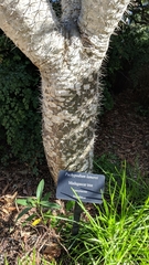 Pachypodium baronii