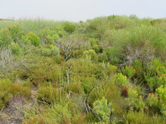 Cliffortia ferruginea