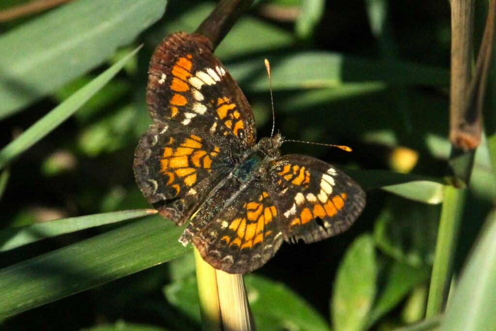 phaon-crescent-from-jackson-county-tx-usa-on-november-15-2023-at-12