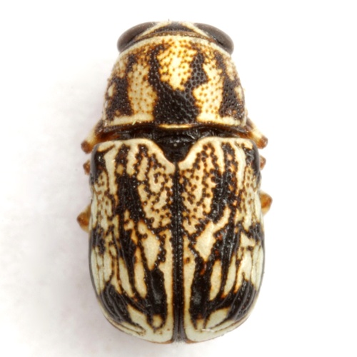 Altitudinal Case-bearing Leaf Beetle