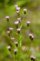 Erigeron acris kamtschaticus