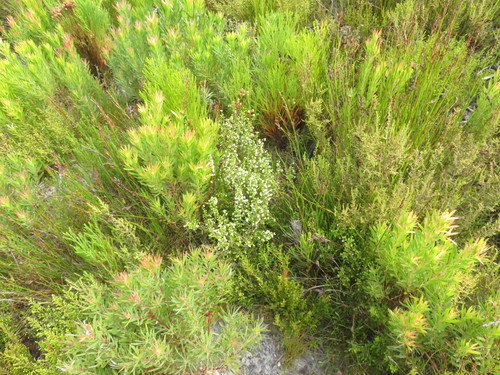 Image of Erica turbiniflora by (c) Tony Rebelo, some rights reserved (CC BY-SA)