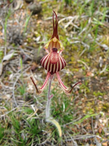 Image of Caladenia multiclavia by (c) Gail A Baker, some rights reserved (CC BY)