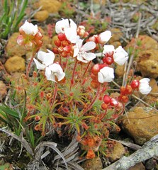 Drosera scorpioides