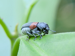 Megalostomis pyropyga