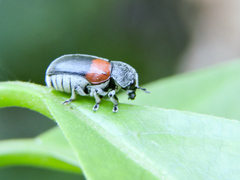 Megalostomis pyropyga