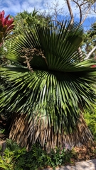 Copernicia macroglossa