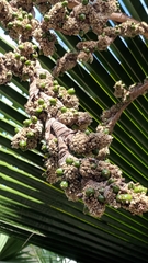 Copernicia macroglossa