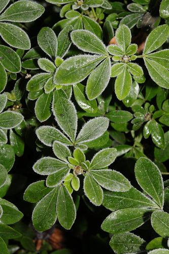 Choisya ternata