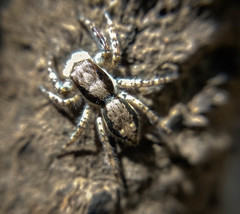 Menemerus bivittatus
