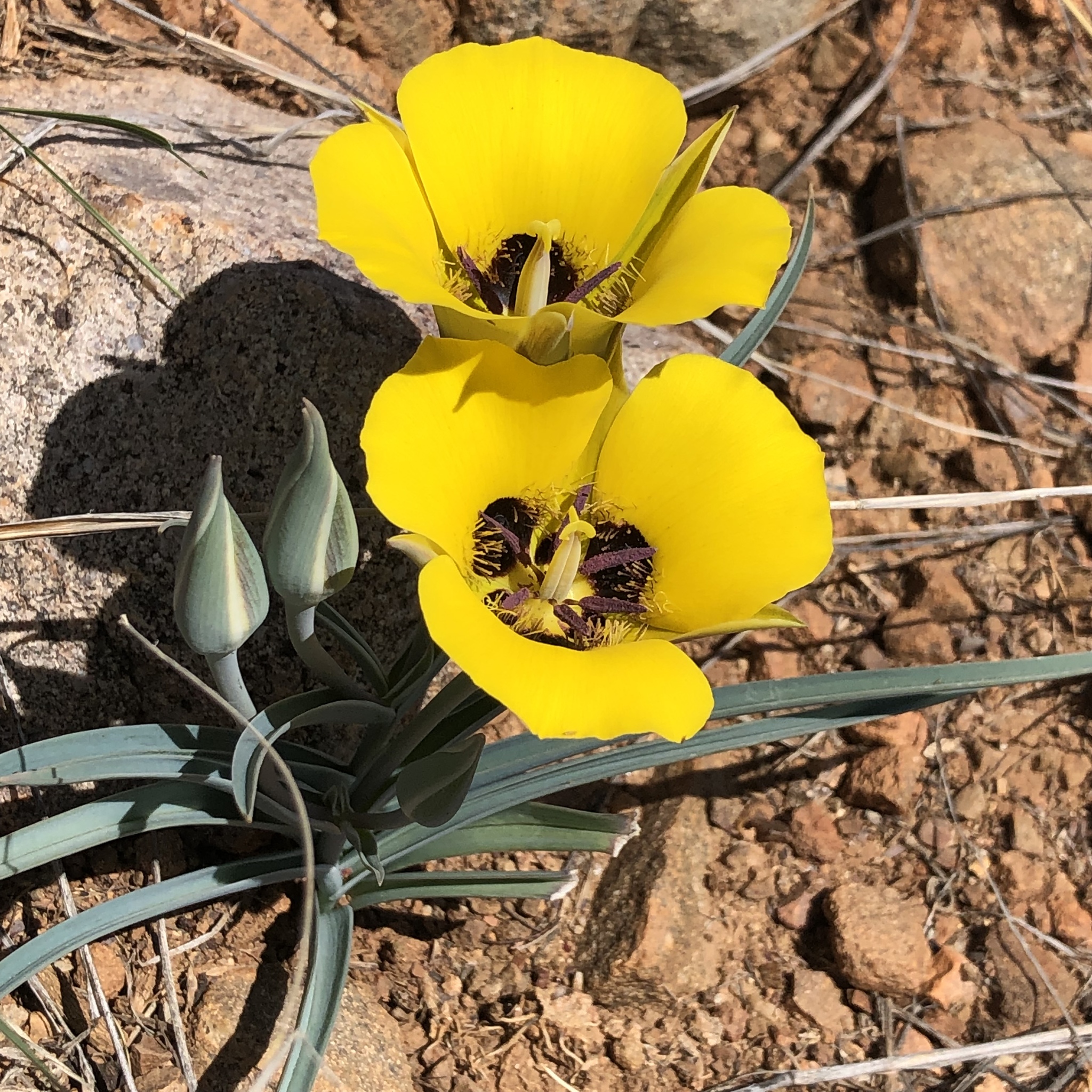 Calochortus kennedyi var. munzii