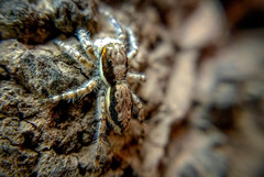Menemerus bivittatus