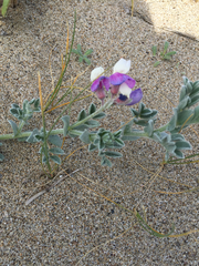 Lathyrus littoralis