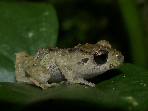 Pristimantis zophus