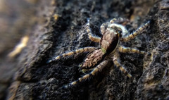 Menemerus bivittatus
