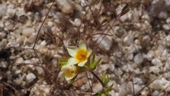 Leptosiphon lemmonii