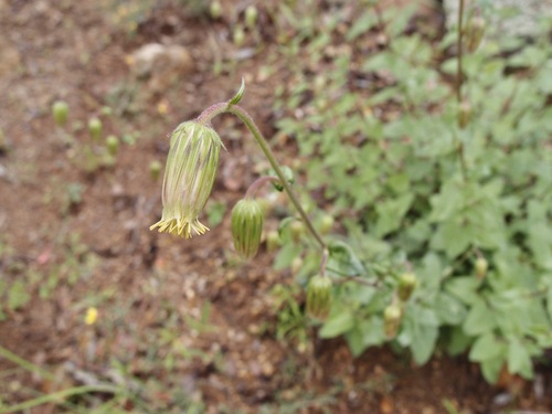Sonoran brickellbush (Brickellia simplex)