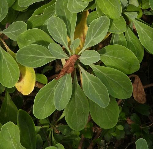 Othonna triplinervia