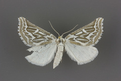 Plataea trilinearia