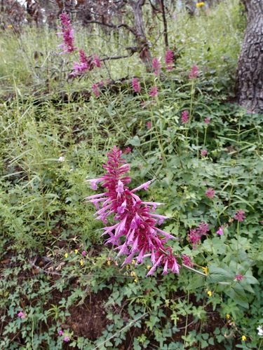 Image of Agastache pallida by (c) Sue Carnahan, some rights reserved (CC BY)