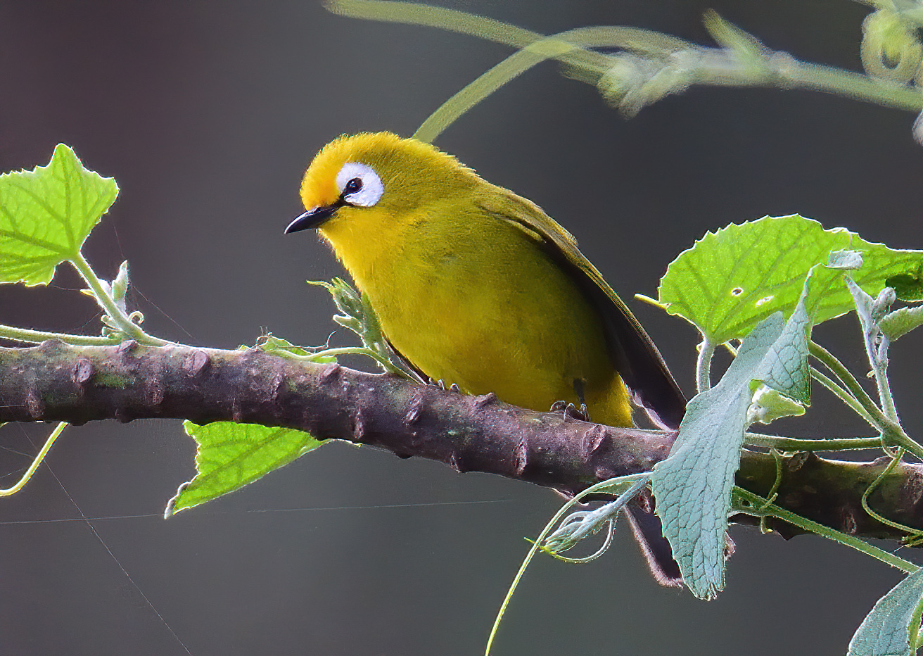 Mbulu White-eye (Zosterops mbuluensis)
