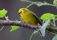 Mbulu White-Eye photo 1