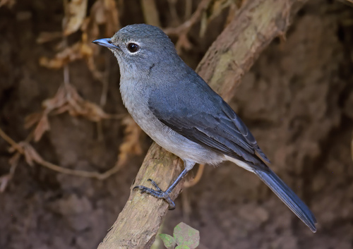 White-eyed Slaty-Flycatcher