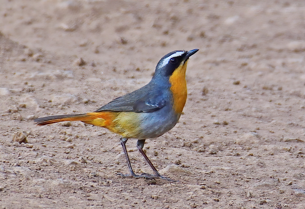 Cape Robin-Chat