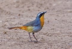 Cape Robin-Chat photo 1