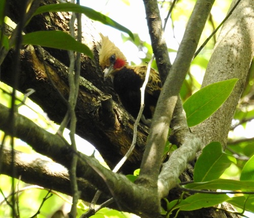 Ochre-backed Woodpecker (Celeus ochraceus), photo 10