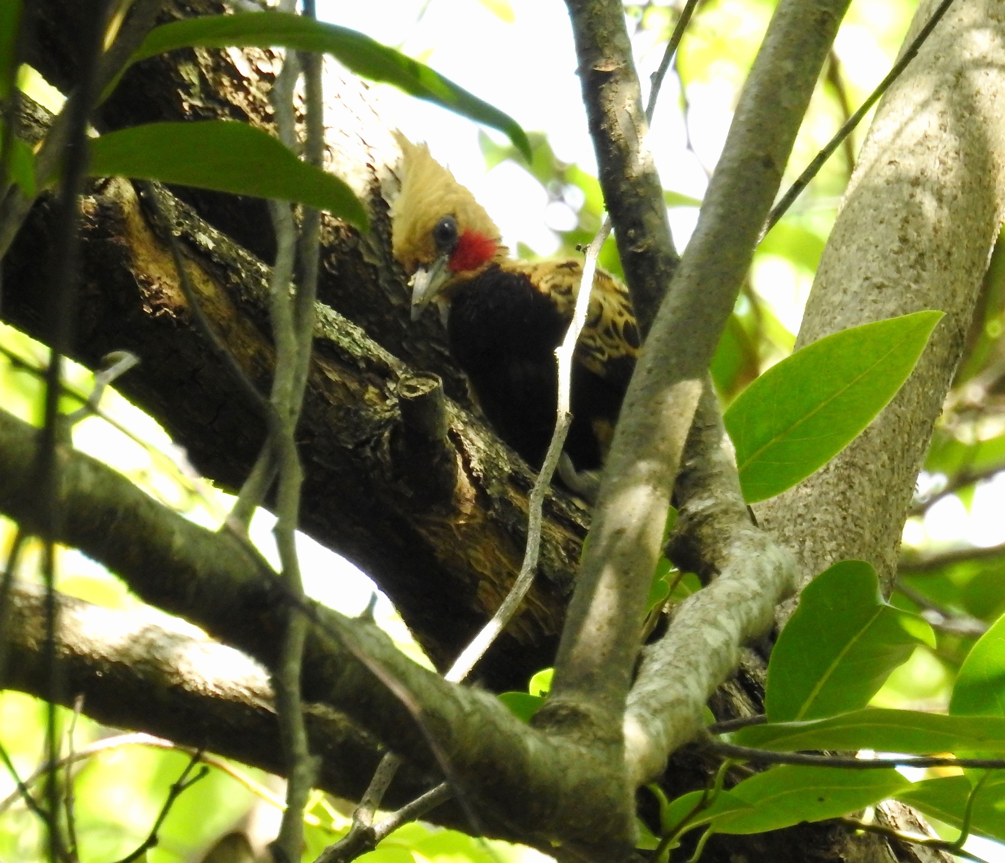 Ochre-backed Woodpecker (Celeus ochraceus), photo 7