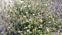 Mirabilis laevis retrorsa