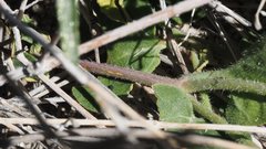 Mirabilis laevis retrorsa