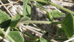 Mirabilis laevis retrorsa