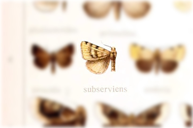 Azenia subserviens