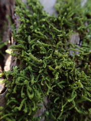 Claopodium crispifolium