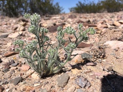 Johnstonella angustifolia, photograph Cecelia Alexander, CC0, iNaturalist via GBIF