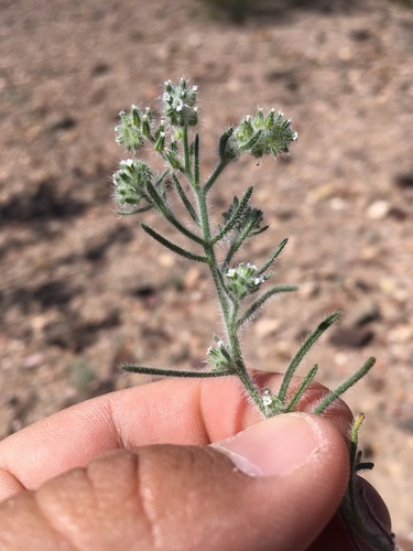 Johnstonella angustifolia, photograph 3