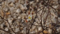 Nemacladus rubescens