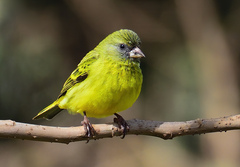 Southern Citril photo 2