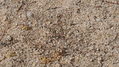 Nemacladus rubescens