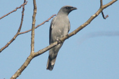 Javan Cuckooshrike photo 2